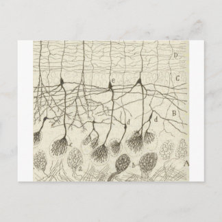 Neuronen van Cajal 8 Briefkaart