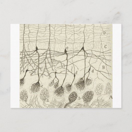 Neuronen van Cajal 8 Briefkaart (Voorkant)