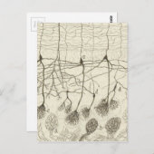 Neuronen van Cajal 8 Briefkaart (Voorkant / Achterkant)