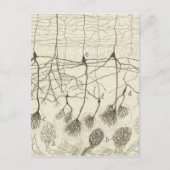 Neuronen van Cajal 8 Briefkaart (Voorkant)