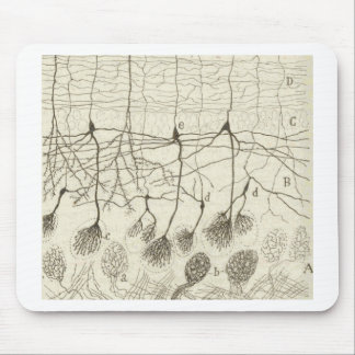 Neuronen van Cajal 8 Muismat