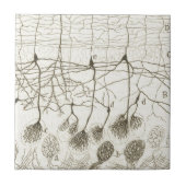 Neuronen van Cajal 8 Tegeltje (Voorkant)