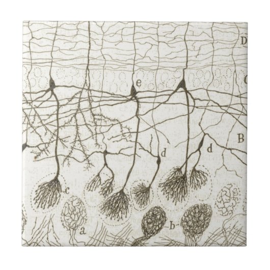 Neuronen van Cajal 8 Tegeltje (Voorkant)