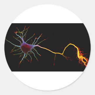 Neuroscience, neuron , science ronde sticker