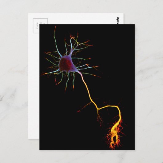 Neurowetenschap, neuron, wetenschap briefkaart (Voorkant / Achterkant)