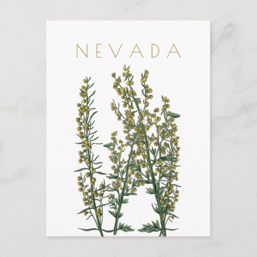  neusbloem komt midden eeuw briefkaart (Voorkant)