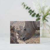Neushoorn Briefkaart (Staand voorkant)