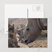 Neushoorn Briefkaart (Voorkant / Achterkant)