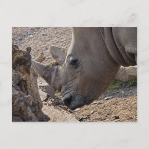 Neushoorn Briefkaart