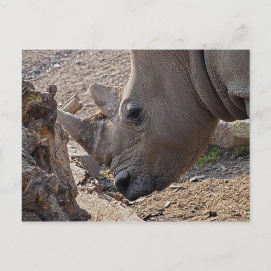 Neushoorn Briefkaart (Voorkant)