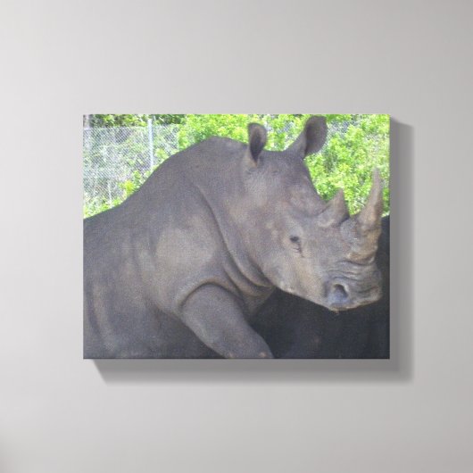 Neushoorn in boslandschap Focus Canvas Afdruk (Voorkant)