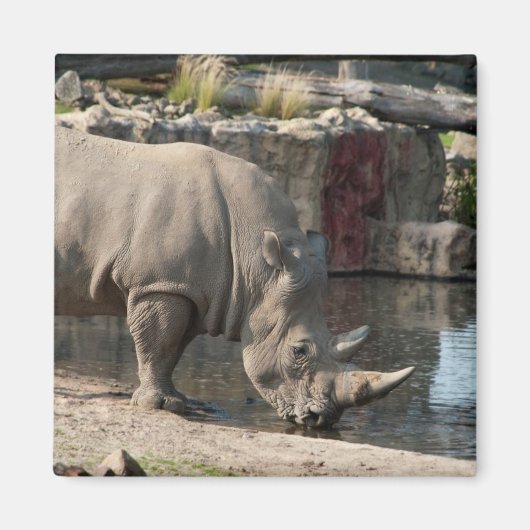 Neushoorn Magneet (Voorkant)