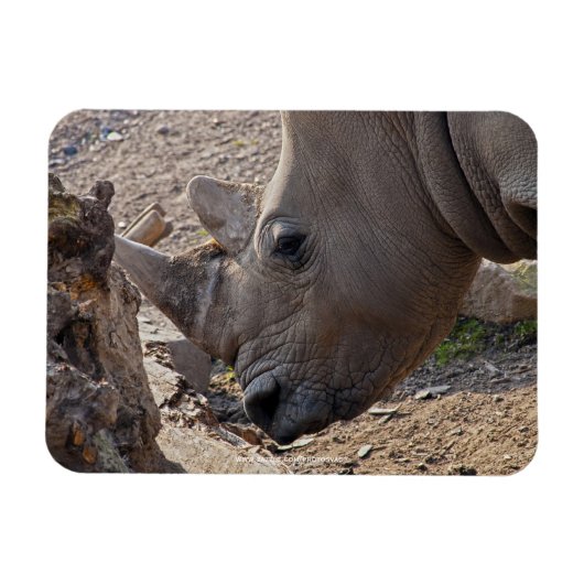 Neushoorn Magneet (Horizontaal)