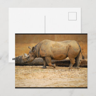 Neushoorn Portret Briefkaart