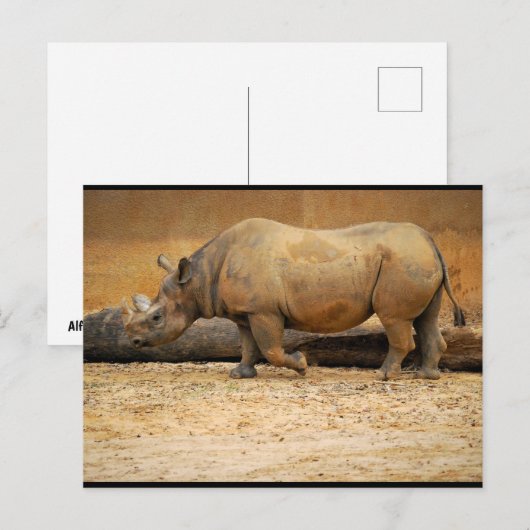 Neushoorn Portret Briefkaart (Voorkant / Achterkant)