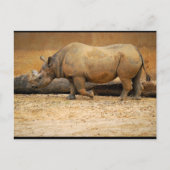 Neushoorn Portret Briefkaart (Voorkant)