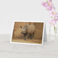 Neushoorn Portret
