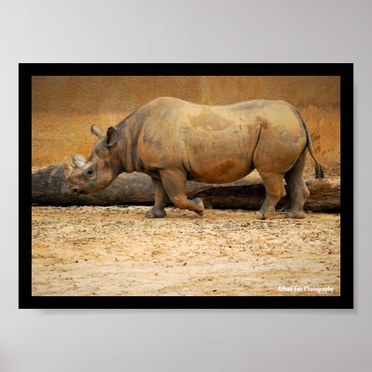 Neushoorn Portret Poster (Voorkant)
