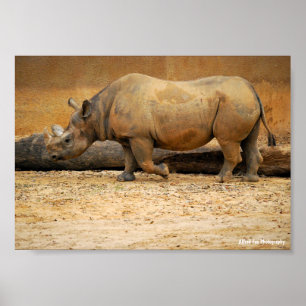 Neushoorn Portret Poster