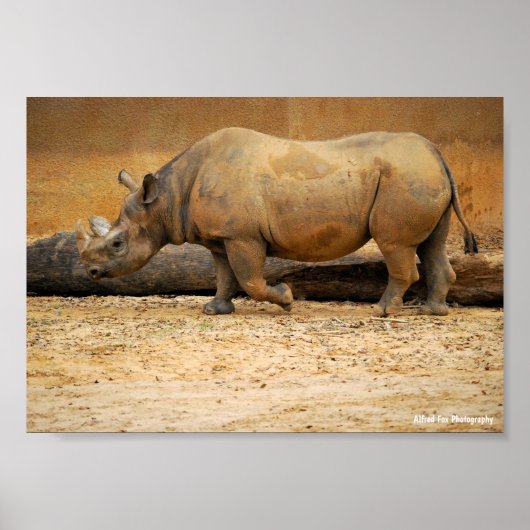 Neushoorn Portret Poster (Voorkant)