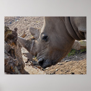 Neushoorn Poster