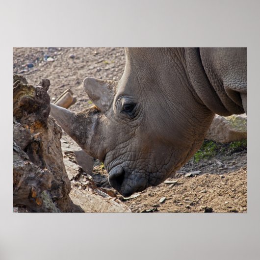 Neushoorn Poster (Voorkant)