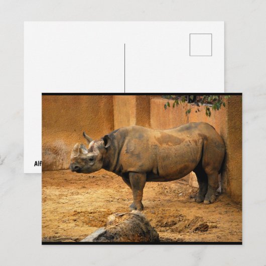 Neushoorn Rug Tegen de Muur Briefkaart (Voorkant / Achterkant)