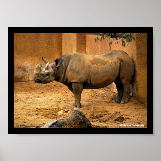 Neushoorn Rug Tegen de Muur Poster (Voorkant)
