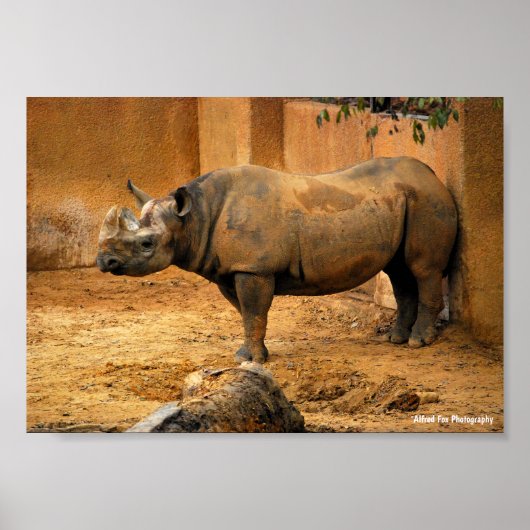 Neushoorn Rug Tegen de Muur Poster (Voorkant)