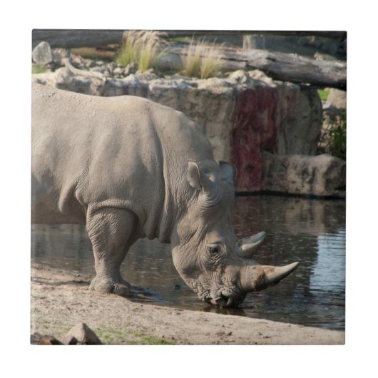 Neushoorn Tegeltje (Voorkant)