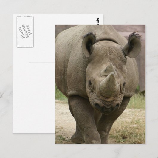 neushoornwandelen briefkaart (Voorkant / Achterkant)