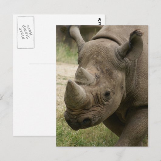 neushoornwandelen briefkaart (Voorkant / Achterkant)