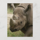 neushoornwandelen briefkaart (Voorkant)