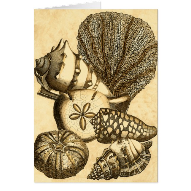 Neutrale schalen en koraal Collectie (Voorkant)