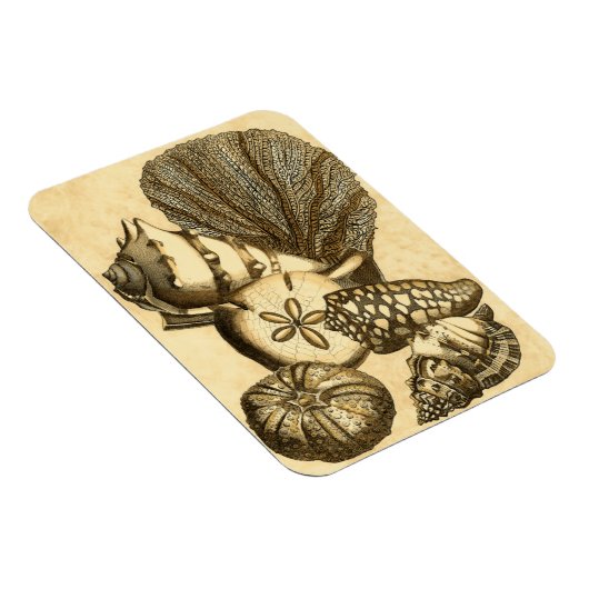 Neutrale schalen en koraal Collectie Magneet (Rechterzijde)