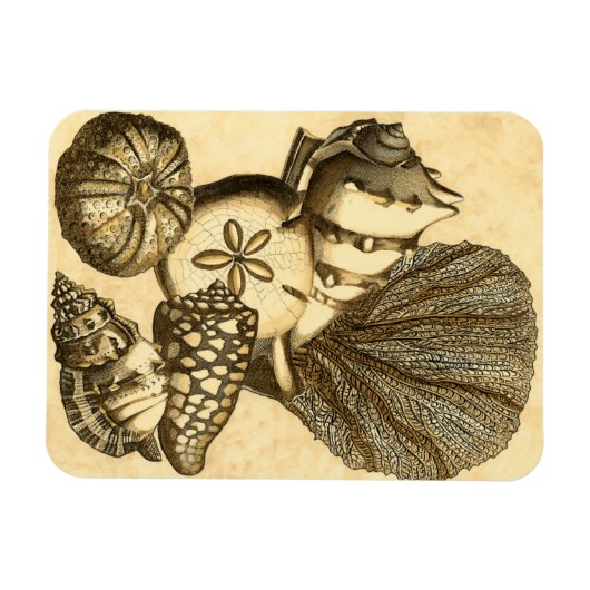 Neutrale schalen en koraal Collectie Magneet (Horizontaal)