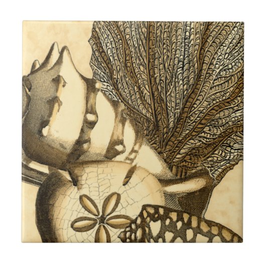 Neutrale schalen en koraal Collectie Tegeltje (Voorkant)