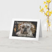 Neutrering hond krijgt goede kaart (Gele Bloem)