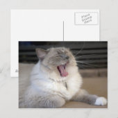 Neva Masquerade kat gaapt Briefkaart (Voorkant / Achterkant)