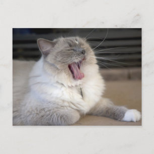 Neva Masquerade kat gaapt Briefkaart