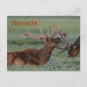 Nevada eland ansichtkaart briefkaart