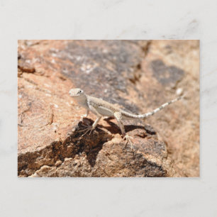 Nevada Lizard kijkt naar jou! Briefkaart