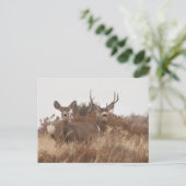 NEVADA MULE DEER BRIEFKAART (Staand voorkant)