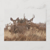NEVADA MULE DEER BRIEFKAART (Voorkant)