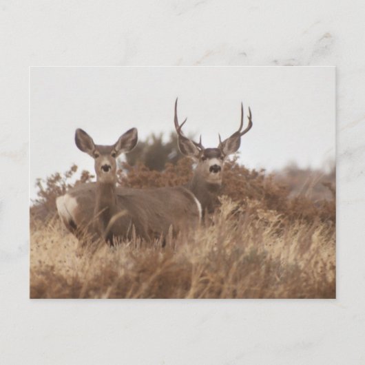 NEVADA MULE DEER BRIEFKAART (Voorkant)