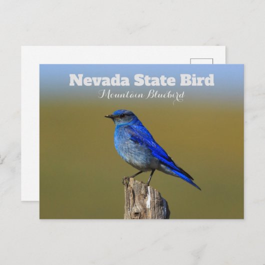 Nevada State Bird Briefkaart (Voorkant / Achterkant)