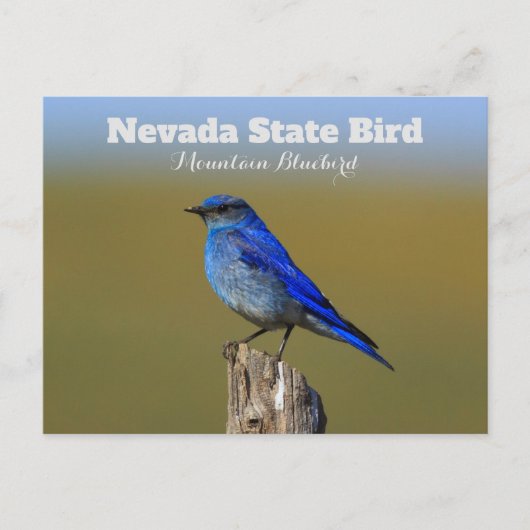 Nevada State Bird Briefkaart (Voorkant)