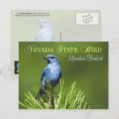 Nevada State Bird - Mountain Bluebird Briefkaart (Voorkant / Achterkant)
