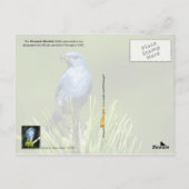 Nevada State Bird - Mountain Bluebird Briefkaart (Achterkant)
