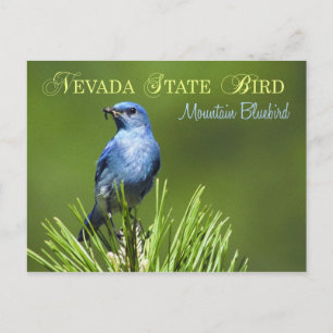 Nevada State Bird - Mountain Bluebird Briefkaart